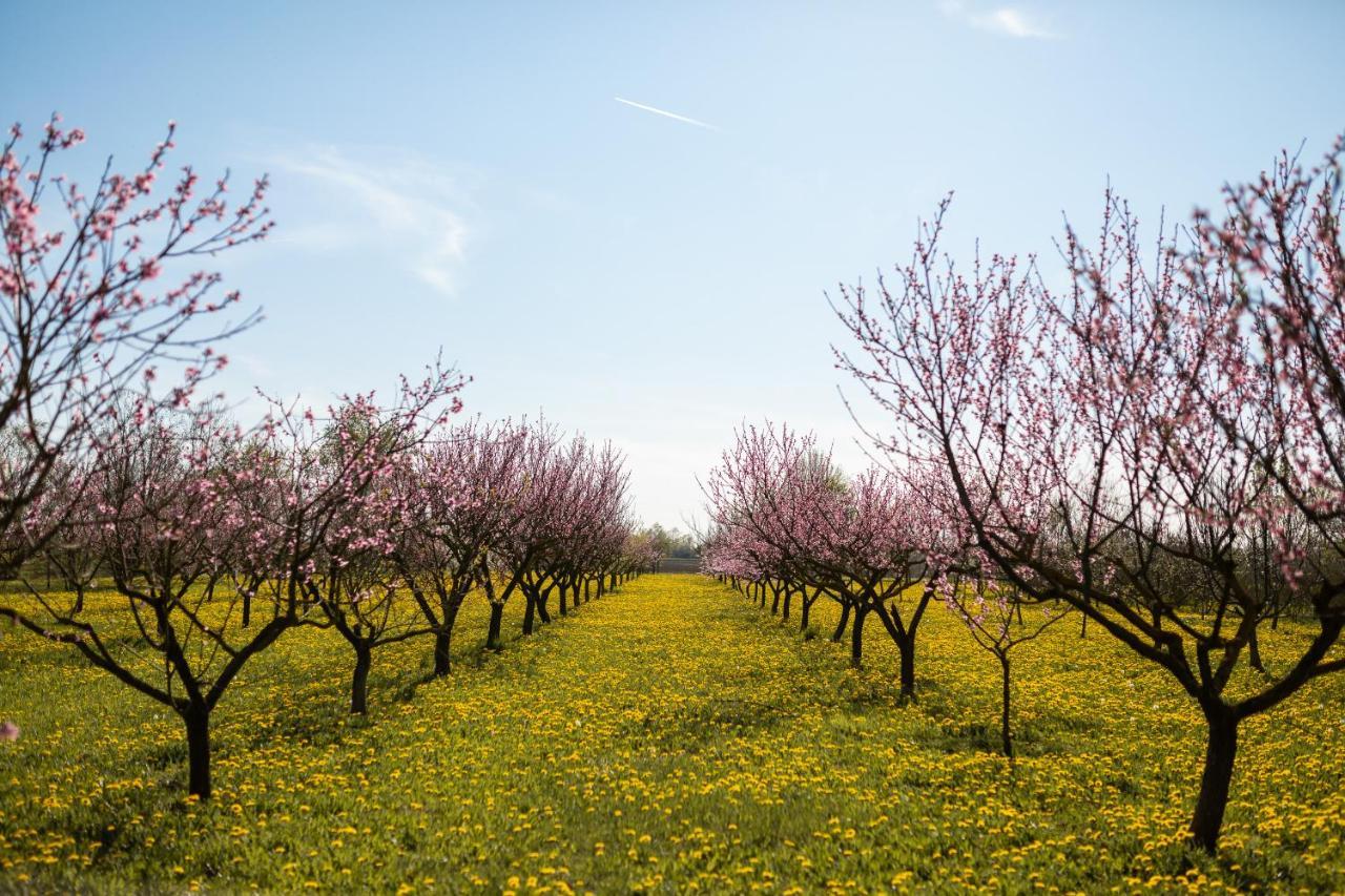 Agriturismo Casa Fiorindo Meolo Dış mekan fotoğraf